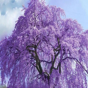 鳳凰木苗圖片 海量高清鳳凰木苗圖片大全 阿里巴巴