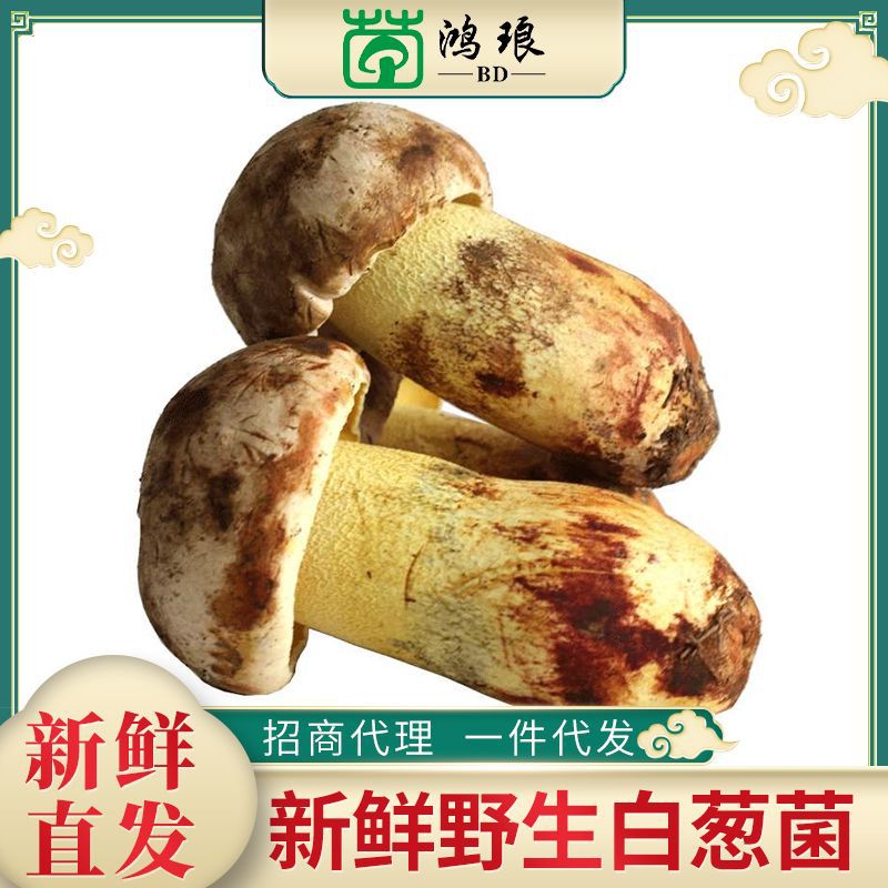 2024白葱菌500g食用菌酒店煲汤食材农副产品厂家批发鲜品云南鲜菌