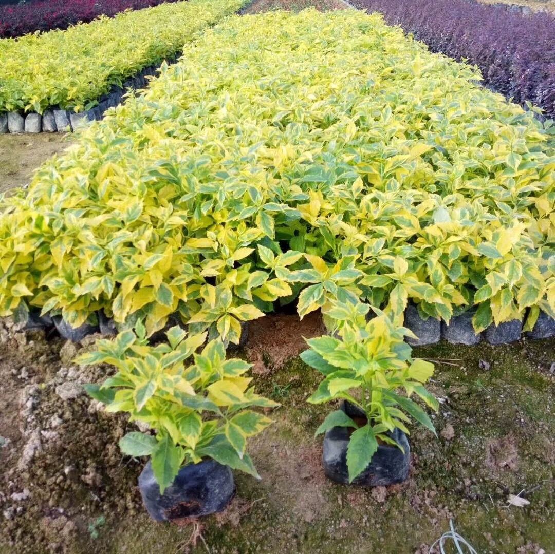 Золотой лист Ложные форзиции оптовые поставки Пномпень Ложные форзиции происхождения базовый цвет блок живой изгороди лист просмотр цветы