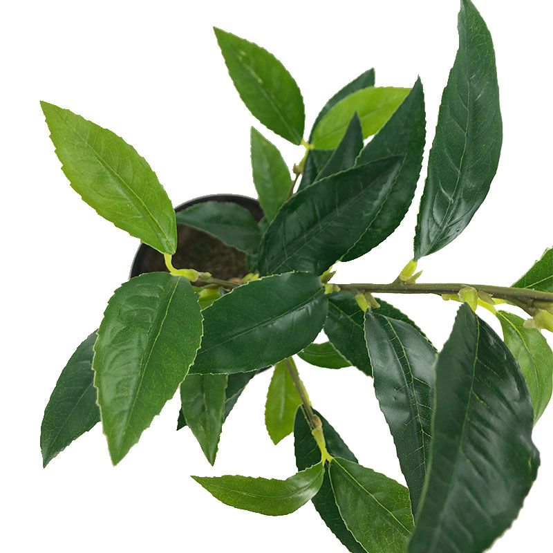 XRB-163新桂花叶四叉枝 (5).jpg