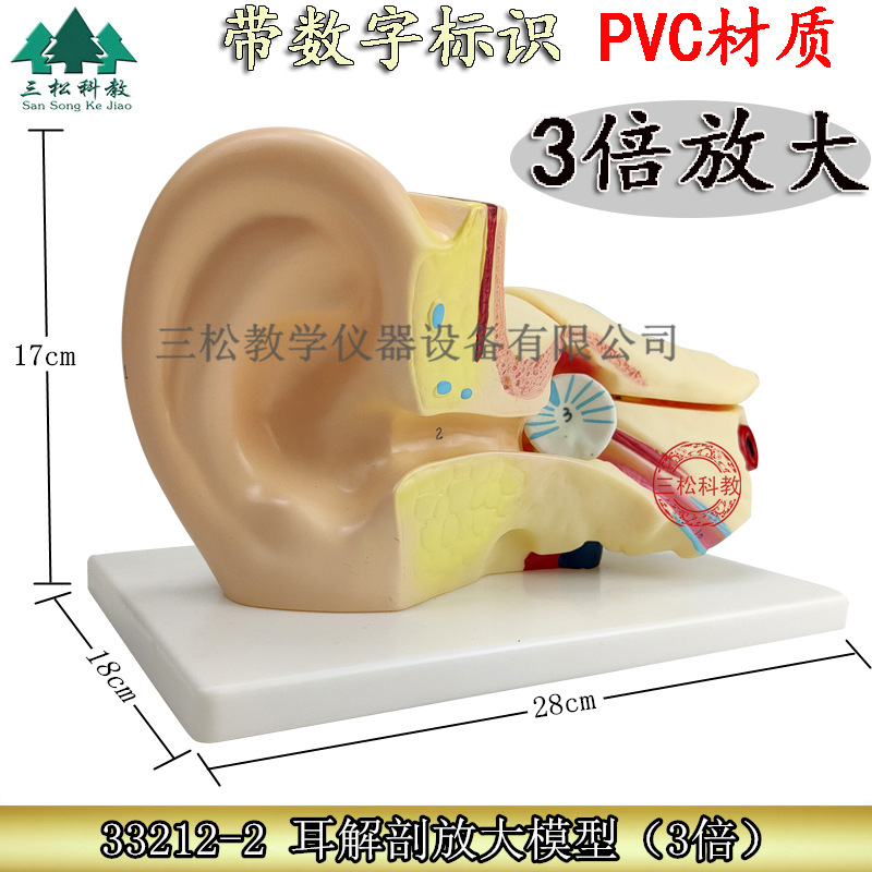 耳解剖放大模型生物教学人体大耳朵构造幼儿园实验室教学仪器