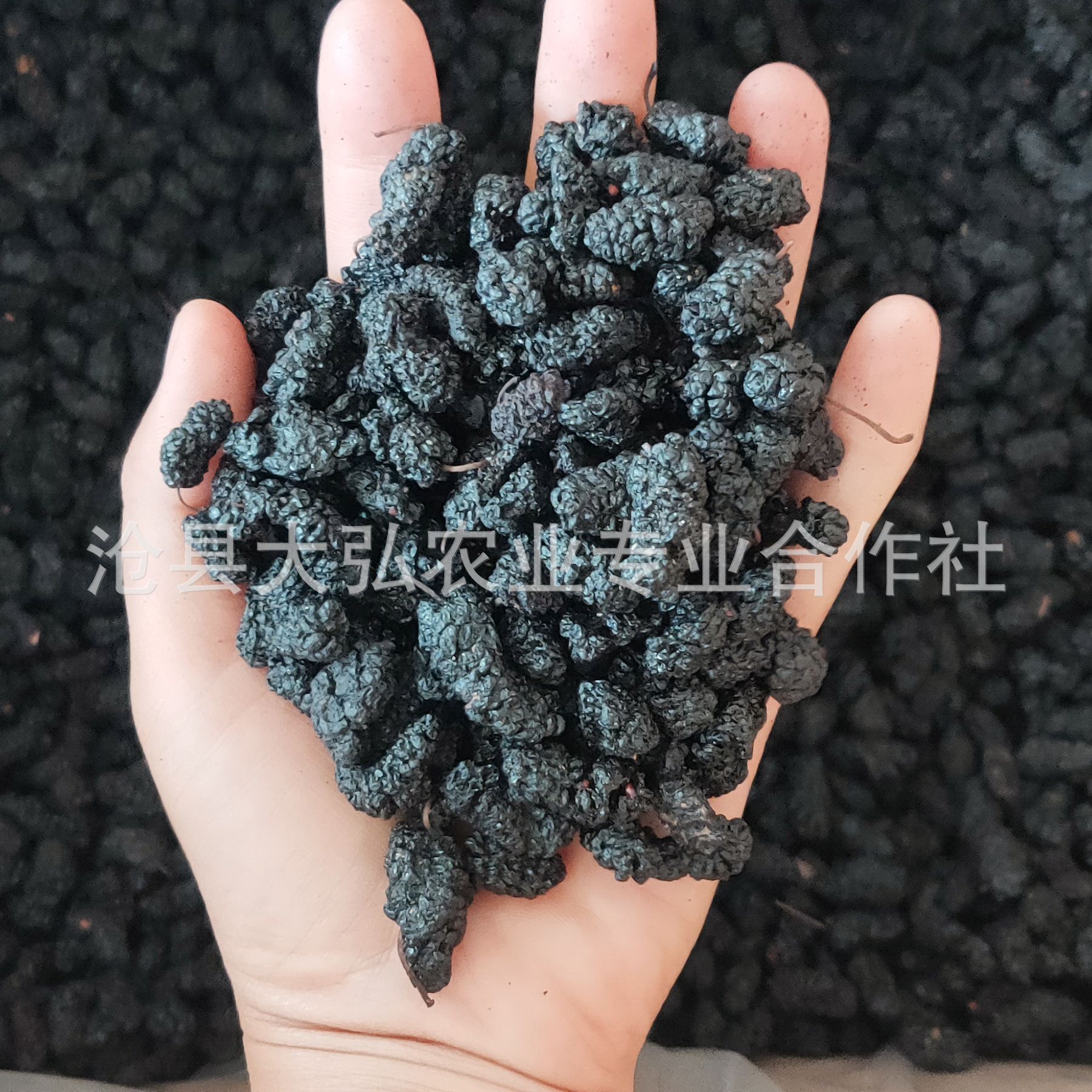 new goods black mulberry Chinese herbal medicines Mulberry Make tea Paojiu bulk