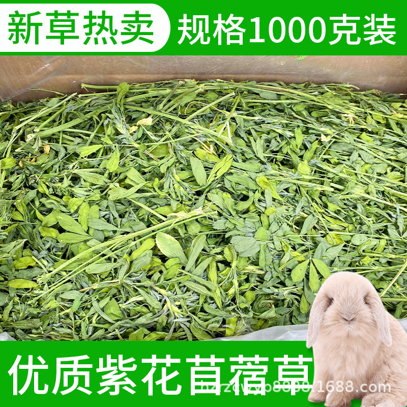 紫花苜蓿草幼兔子豚鼠龍貓荷蘭豬主食牧草幹草飼料主糧批發零售