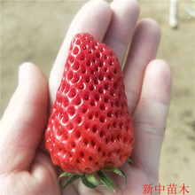 草莓苗批發價格 章姬草莓苗保濕郵寄航空發貨快 穴盤草莓苗緩苗快
