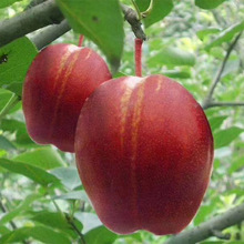 早酥紅梨樹苗基地 早熟果樹秋月梨苗 梨樹苗種植技術 早熟梨品種