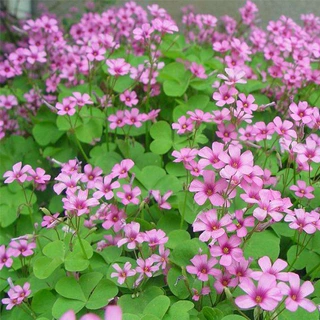 红花醡浆草基地批发 园林绿化庭院地被植物花卉 红三叶幸运草花苗