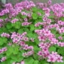 园林基地绿化庭院花苗