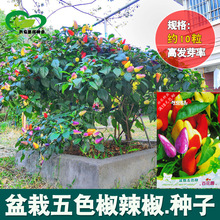 五色椒种子 盆栽五色椒观果辣椒花种子 阳台盆栽辣椒籽蔬菜种子
