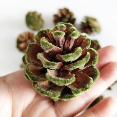 天然松果彩色乾果幼兒園手工配件品聖誕裝飾品婚慶裝飾攝影小道具