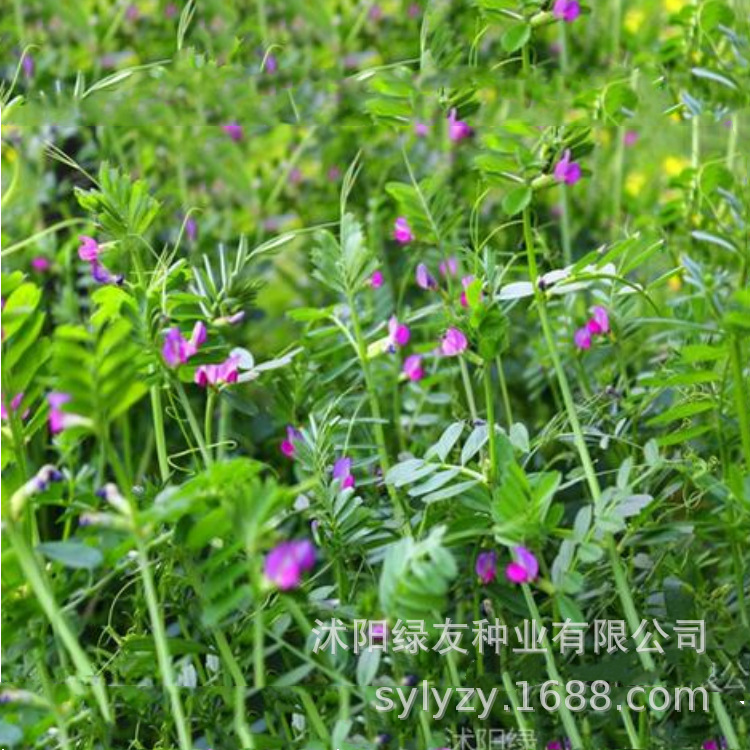 批发豌豆种子 苕子 绿肥种子 紫花苕子