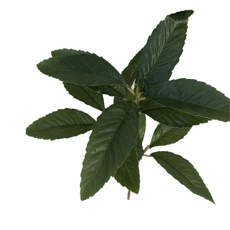 XRG-039 枇杷3叉枝叶15叶0.55米.jpg