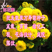 百花园万寿菊亮黄色大花矮生花坛花境公园道路绿化色素万寿菊盆栽