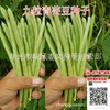 Vegetables seed Beans seed Pole bean seed