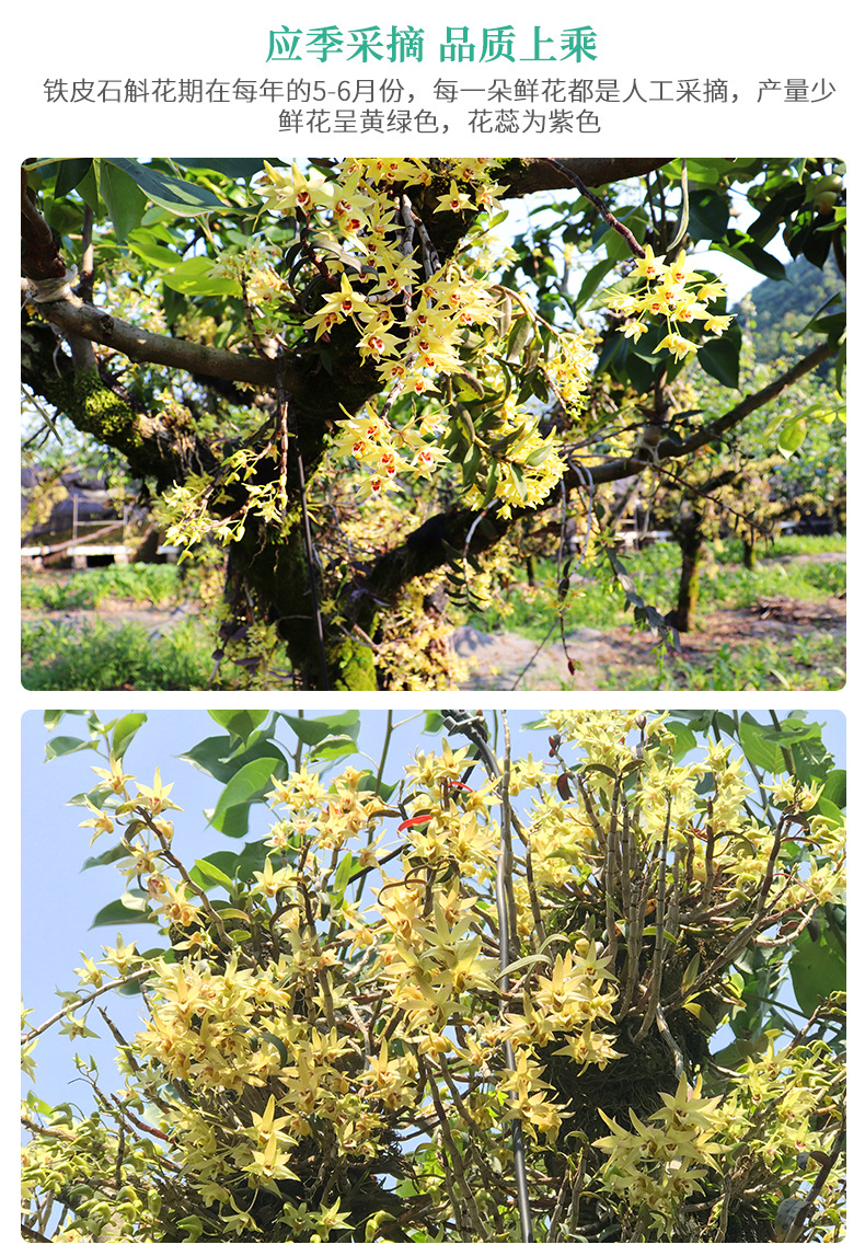 雁荡山铁皮石斛花内页2_06