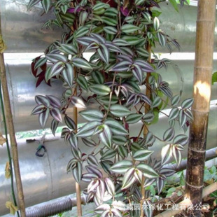 ˮ�໨�� ˮ��ֲ�� ����÷ ���~���m ���՚�����÷���m