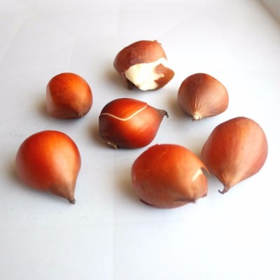 tulips Seed ball Flower Bulbs natural More color random Deliver goods Price Of large number wholesale Seed ball