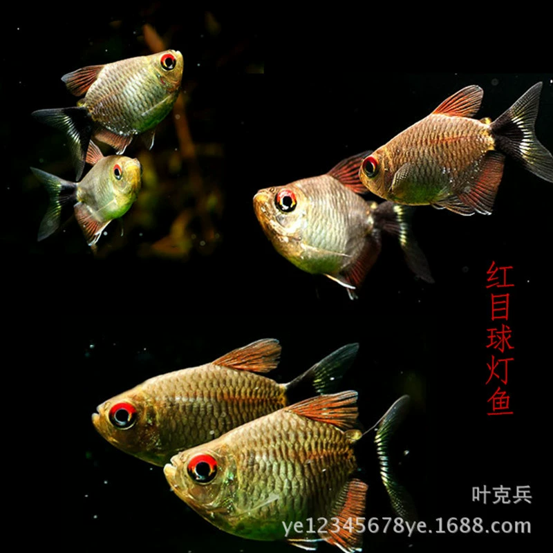 Красный шар лампа серебряный экран лампа голова рыбы и хвост лампа рыба Трава Аквариум рыба плавание тропические декоративные рыбы оптом