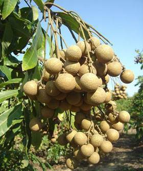 龙眼当季新鲜采摘福建渔溪龙眼5斤装新鲜桂圆热带水果皮薄汁甜|ms