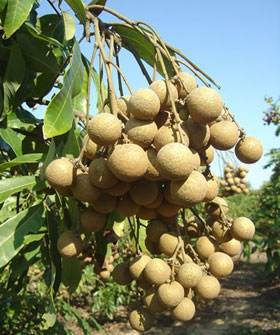 龙眼当季新鲜采摘福建渔溪龙眼5斤装新鲜桂圆热带水果皮薄汁甜|ms