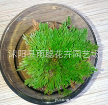 复活草植物不死草九死还魂草干还阳草野生还魂草卷柏盆栽泡水