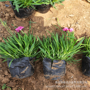 �G���_����ƺ �Wʯ��ʯ�� �@�ֹ��@�������^