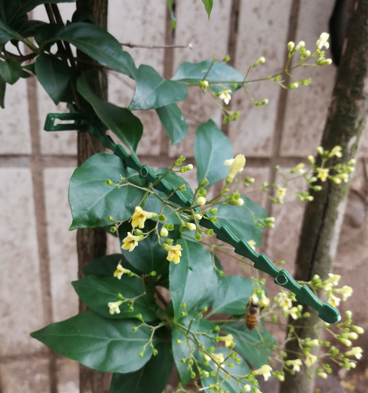 鱼骨刺_061.jpg