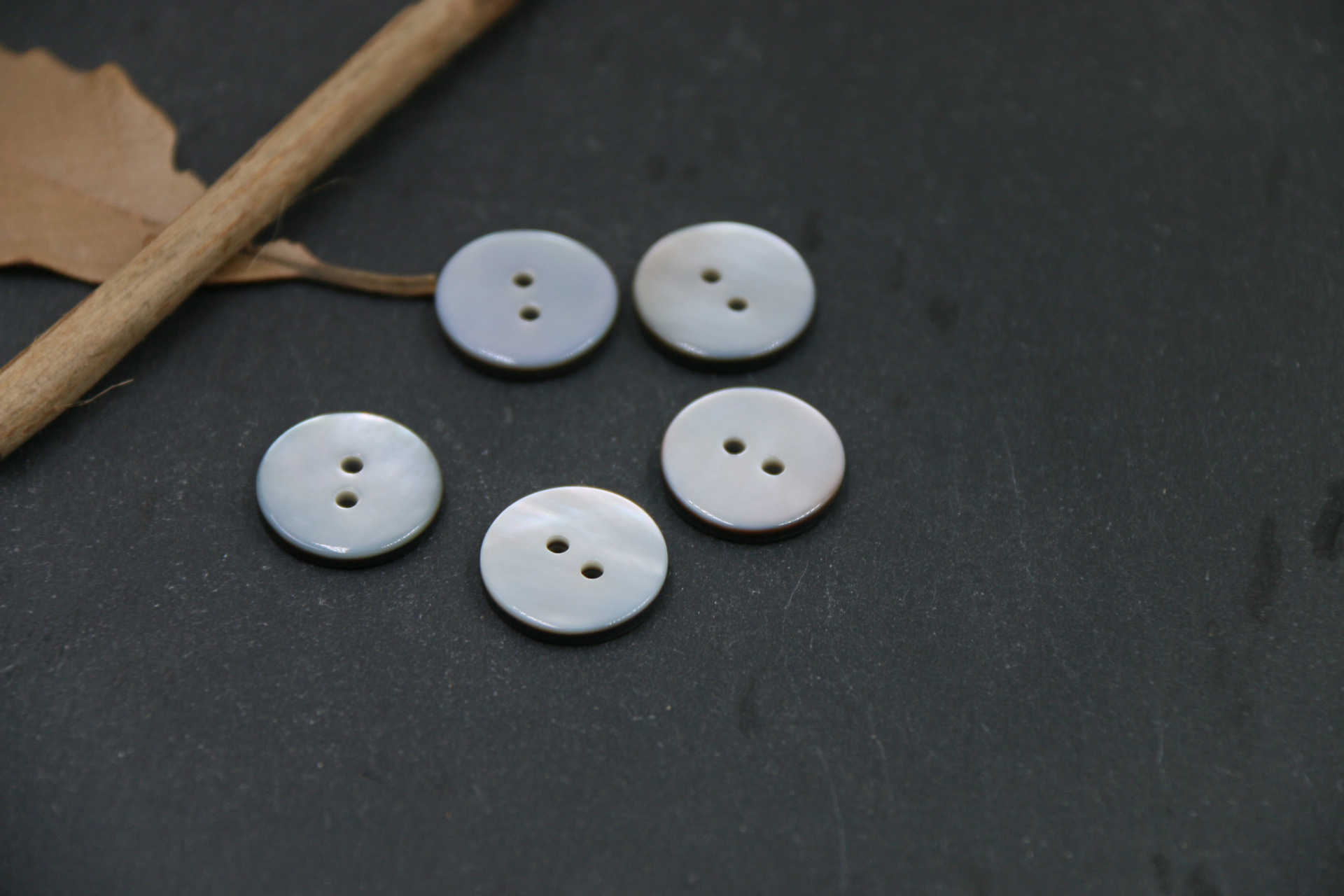 平面两眼黑碟贝 (2).JPG