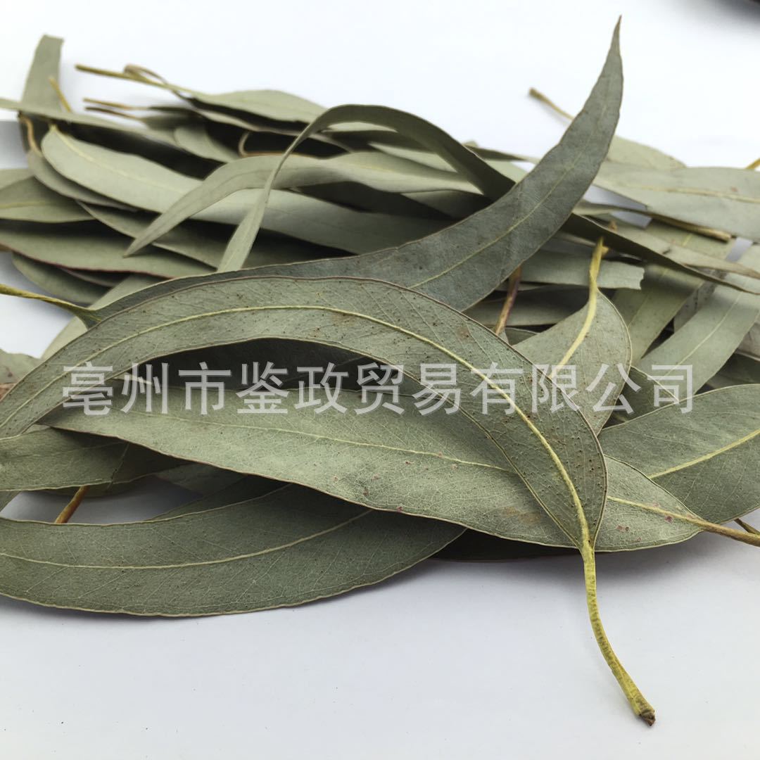 Dried Eucalyptus Leaf An Ye Bulk Herbal Tea Ingredient Sun Dried 500g key features