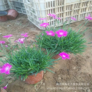 花海绿化草坪 欧石竹 花期长山东青州宿根草花基地