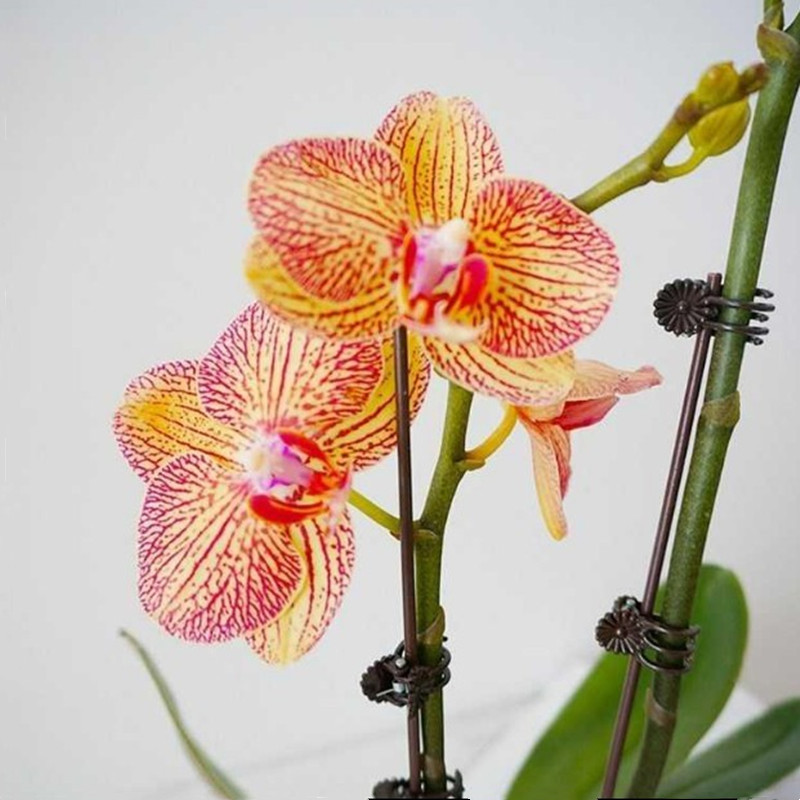 園藝夾塑料蘭花夾蝴蝶蘭夾蔓藤植物固定夾