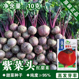 紫菜头种子紫菜头种籽蔬菜种子批发菜种菜籽菜种子公司