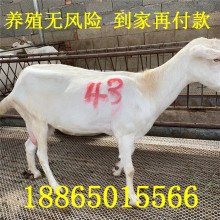 羊足 羊足批發 促銷價格 產地貨源 阿里巴巴