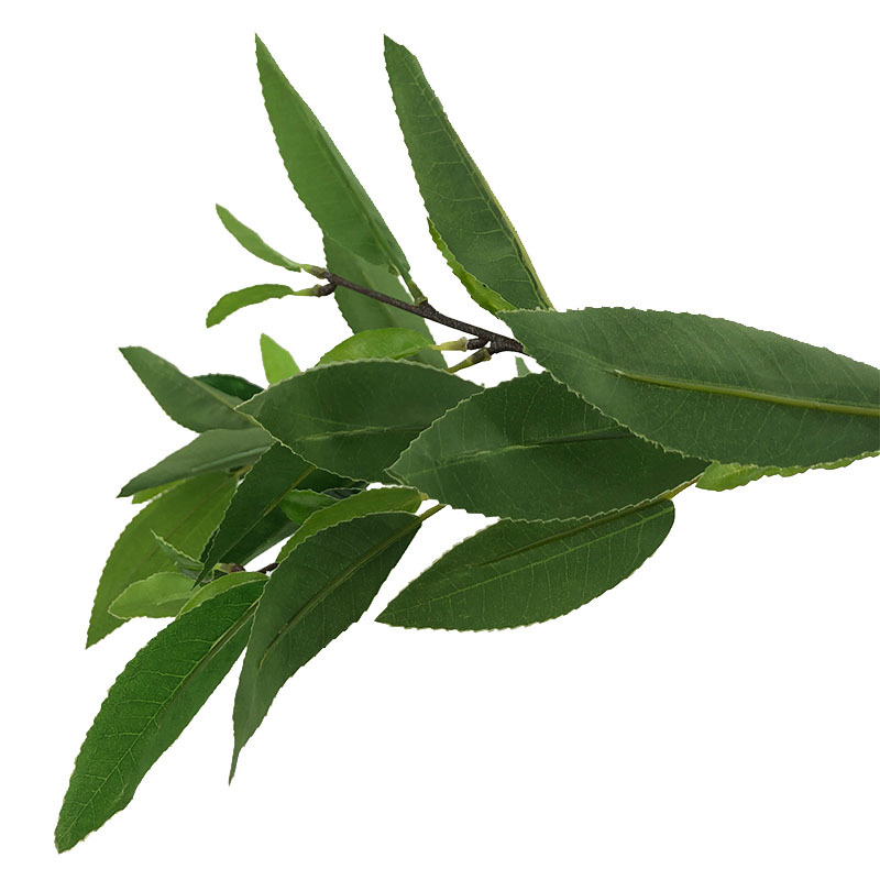 XRB-129 四叉枝福鼎大白茶叶4.jpg