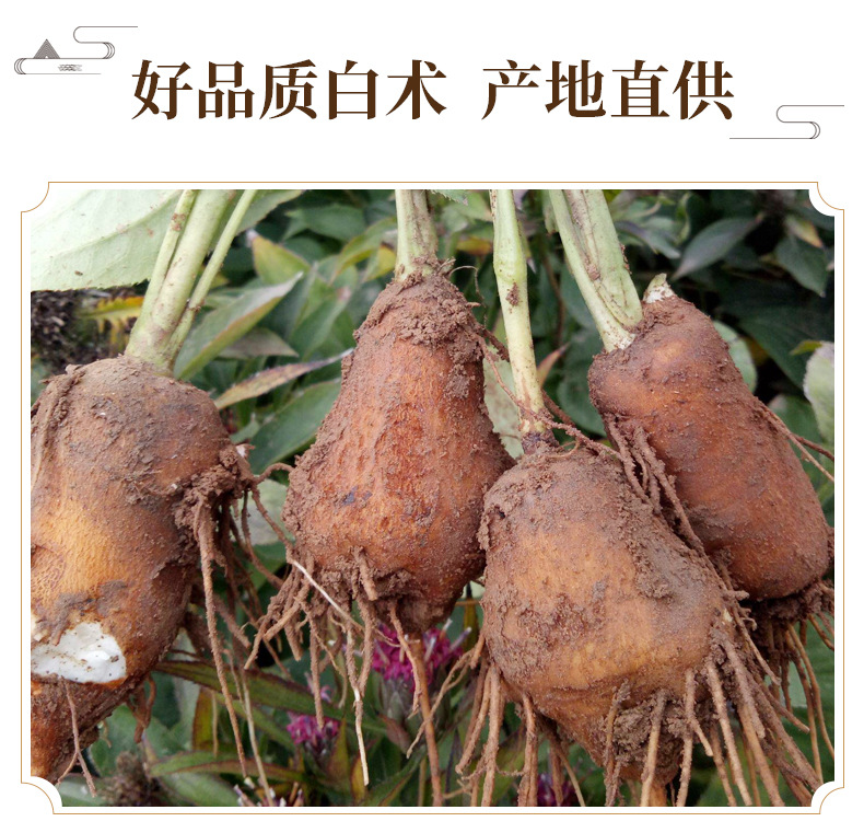 Dried White Atractylodes Rhizome Slices Bai Zhu 500g Traditional TCM Herb for Decoction and Soup key features