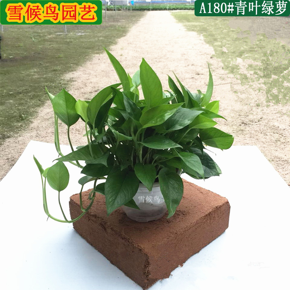 绿萝盆栽批发室内桌面水培植物盆栽花卉净化空气绿植基地种植绿箩 阿里巴巴