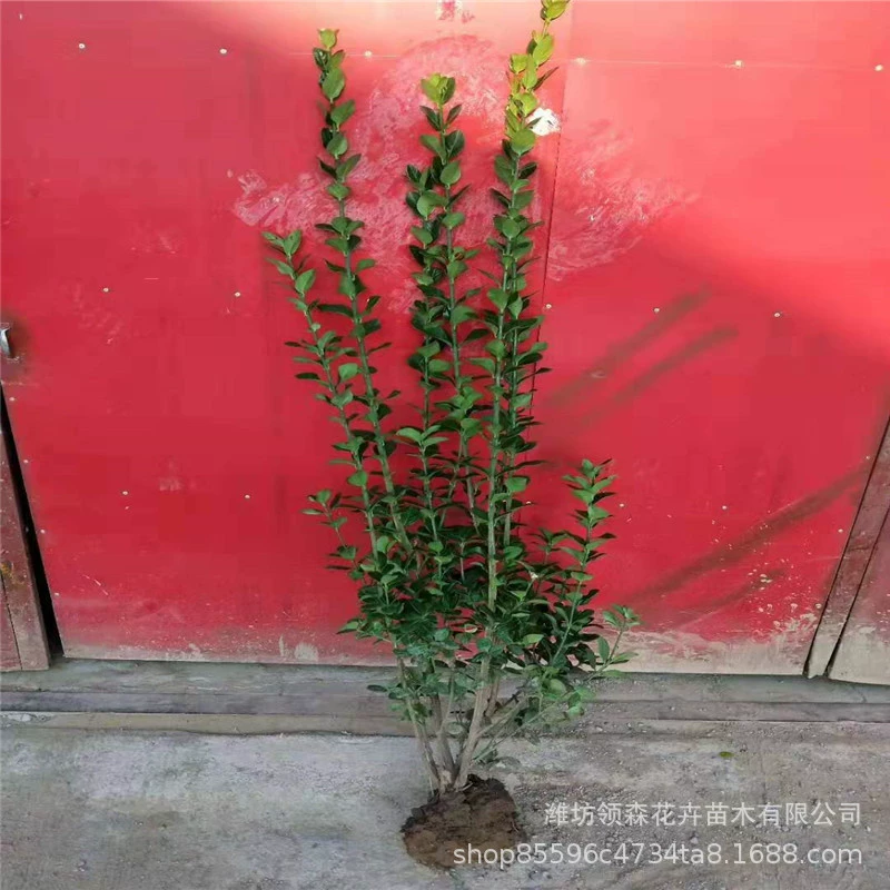 Шаньдун Хоккайдо живая изгородь из самшита, кластерные одноростковые саженцы для проекта по озеленению Хоккайдо