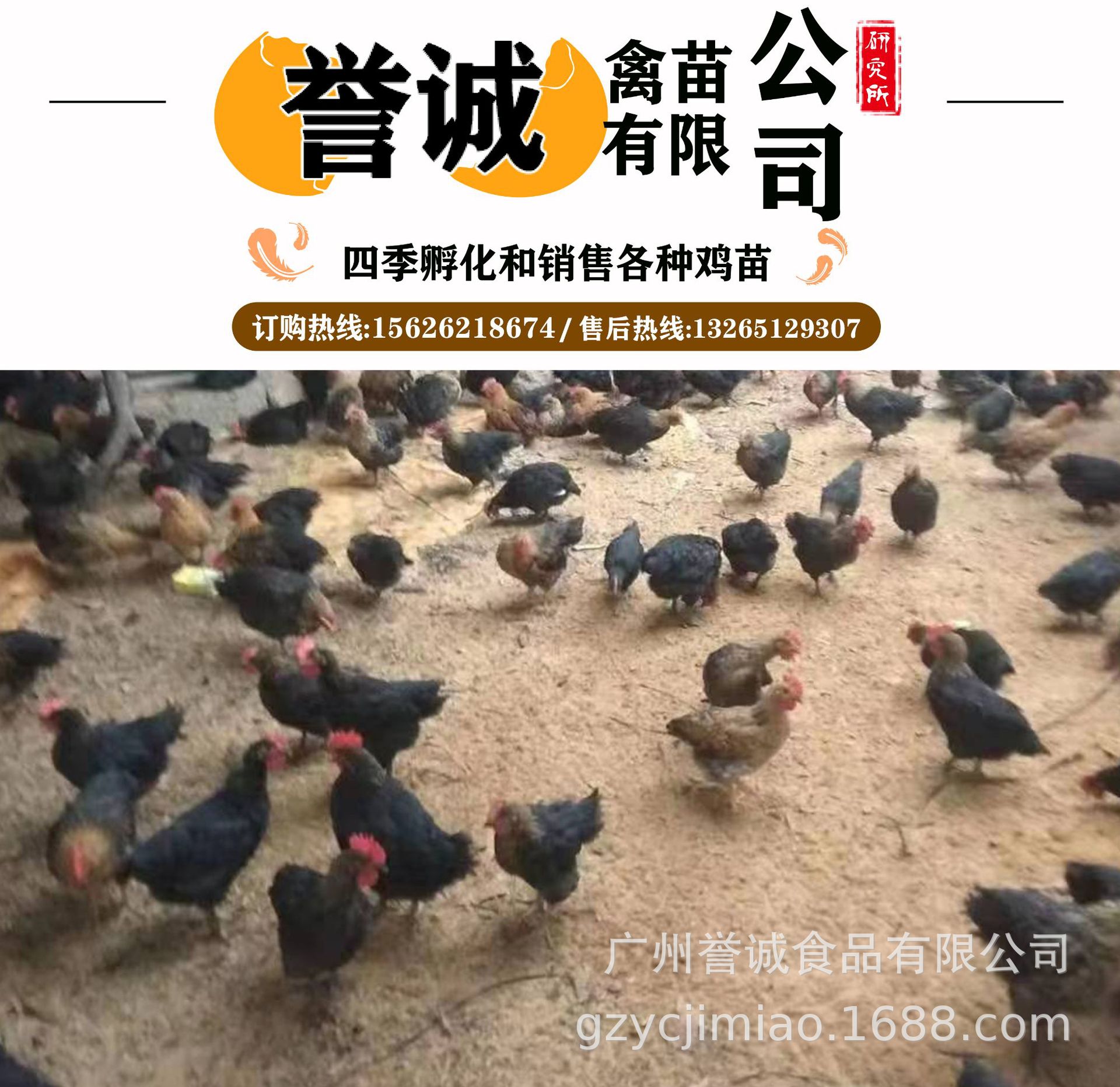 【鸡苗批发】广州鸡苗批发黑鸡苗活体鸡苗批发技术指导全国发货