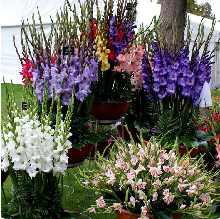 剑兰种球 三颗 唐菖蒲盆栽花卉荷兰香水百合种球种子绿植