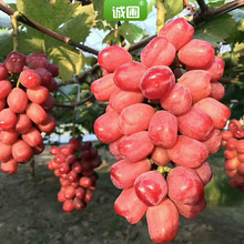 南北方庭院種植浪漫紅顏葡萄苗木 1cm葡萄樹苗嫁接浪漫紅顏葡萄苗