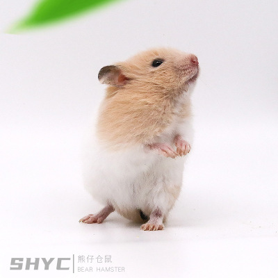 Bear Hamster Hamsters living thing baby Watkins Bear Dairy cow Eye socket Bear Tiger Mixed pack wholesale