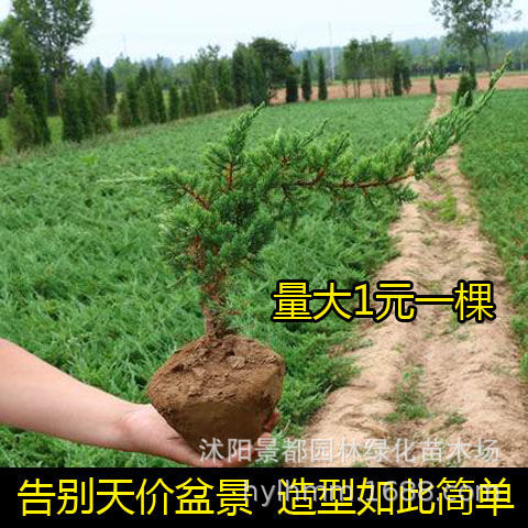 批发铺地柏盆景真树 自然树苗松柏盆栽客厅摆件绿植四季长青植物|ru