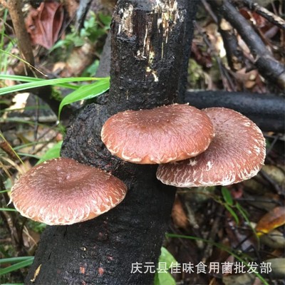 Basswood mushrooms Qingyuan mushrooms 4-6cm Log mushrooms Flower mushrooms Farm Base