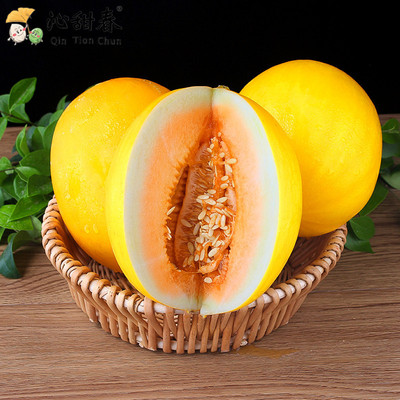 Minqin Yellow River Melon 10 fresh Seasonal fruit gold muskmelon Should Small melon Hami Muskmelon