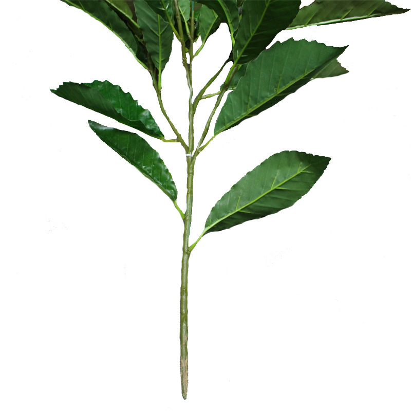 XRB-148 夏栎5叉枝5.jpg