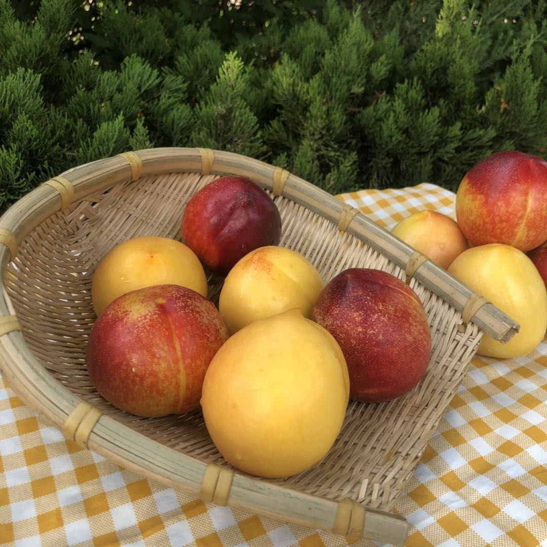 fresh Yellow nectarine+Red Nectarine Shuangpin 3]Season fruit Peach Season Full container Season