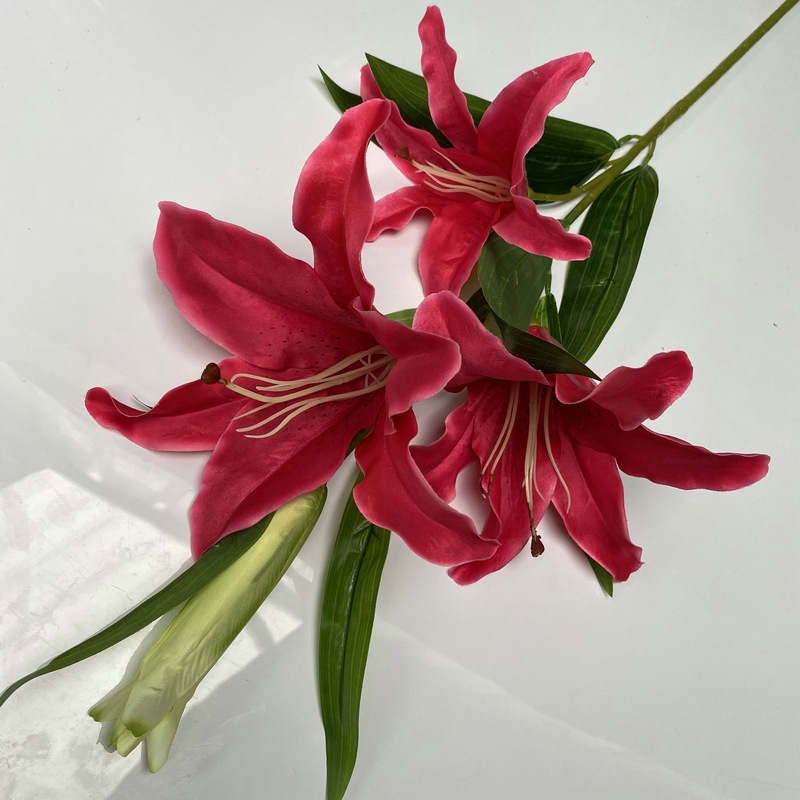 新百合大只四头玫红色