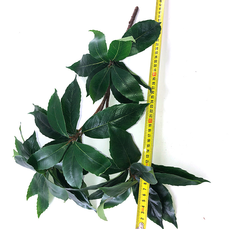 XRB-234 新木荷叶四叉枝0.45米6.jpg