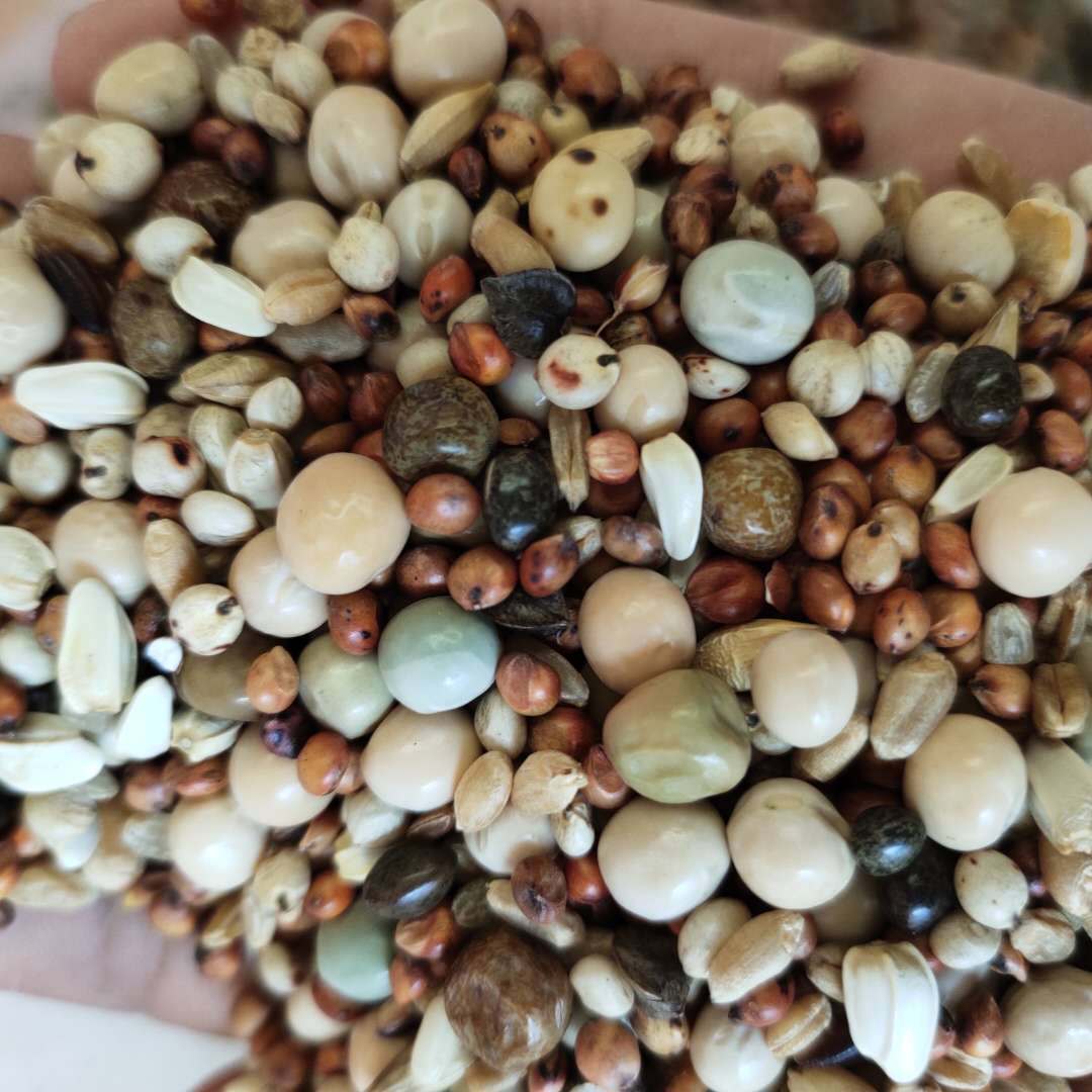 Spot supply of pigeon grain pigeon grain without corn pigeon grain…