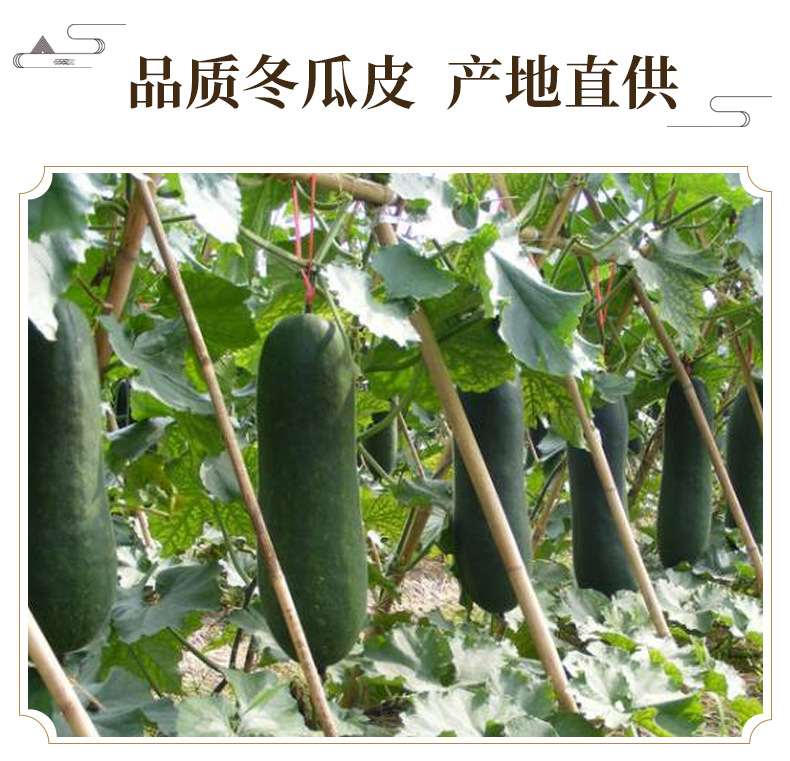 Winter Melon Peel Granules Dong Gua Pi Dried Herb for Tea and Decoction 500g key features