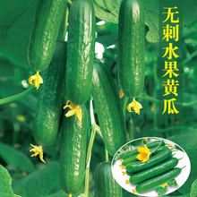 无刺水果黄瓜种子进口小黄瓜种籽寿光四季阳台春季菜种子蔬菜种孑